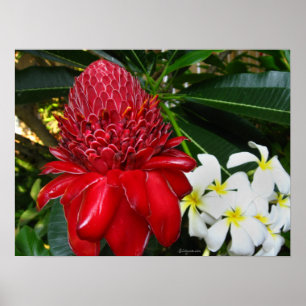 Posters de Flores de Plumaria Branca de Tocha Verm