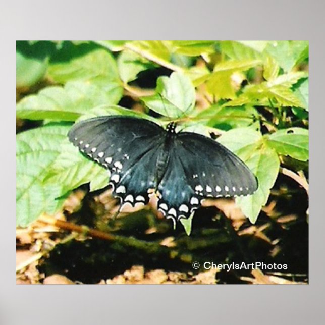 Posters de Fotografia da Borboleta Negra (Frente)