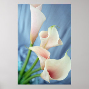Posters de Fotografia Lily - Calla Branca do Desfi