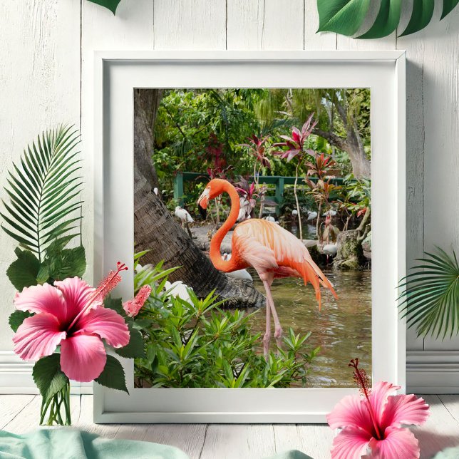 Posters de Fotografia Viagem da Flórida (Tropical gifts pink flamingo photography by Victoria Grigaliunas Bonita Springs Wonder Gardens)