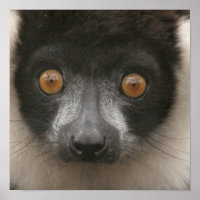 Posters de Lemur Rufflados