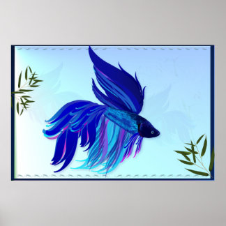 Posters de peixes de combate siameses brancos, azu