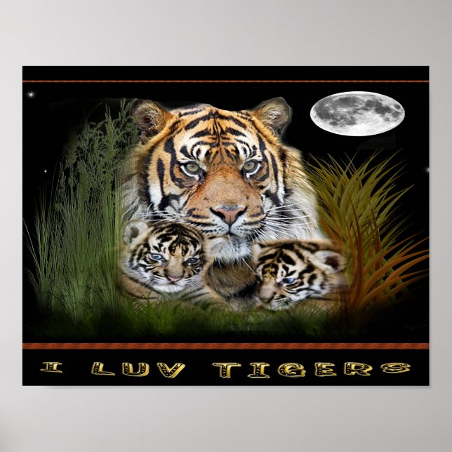 posters de tigre e filhotes (Frente)