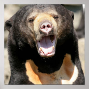 Posters de Urso Sol