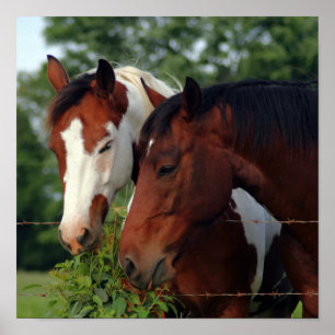 Posters do cavalo da fotografia