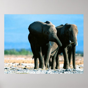 Posters do elefante