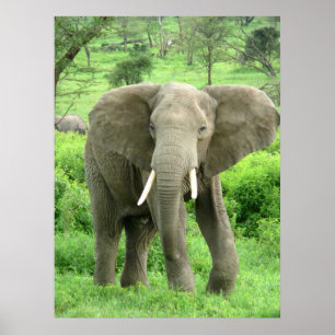 Posters do elefante
