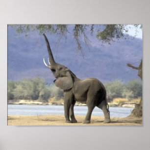 Posters do elefante