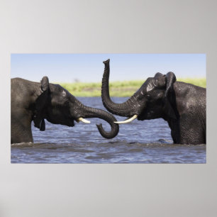 Posters do elefante