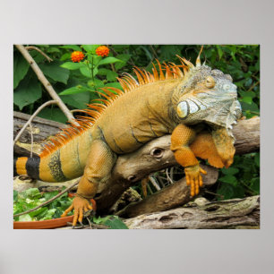 Posters do lagarto de dragão