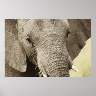 Posters dos animais selvagens do elefante