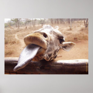 POSTERS ENGRAÇADOS DO GIRAFA - FORA DE ÁFRICA -