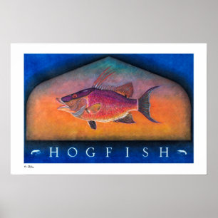 Posters, impressões e quadros do Hogfish