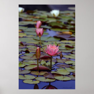 Posters Lily Pad Photo - 24x36 - outros tamanhos