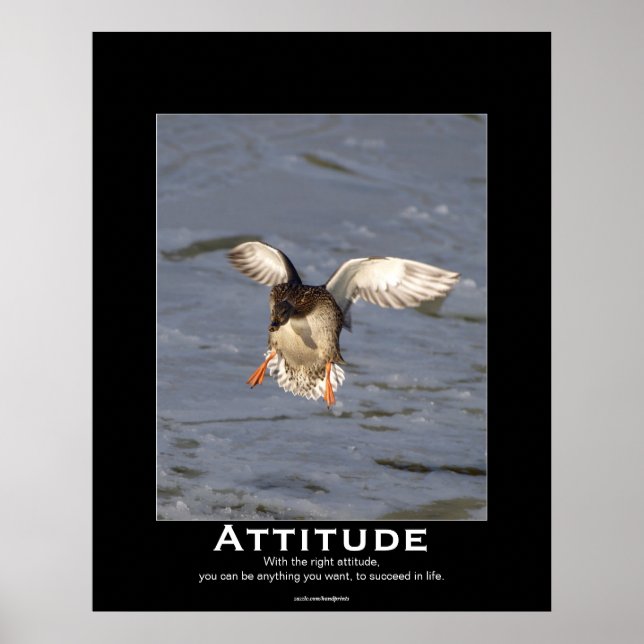 Posters Motivacionais do Pato de Attitude Mallard (Frente)