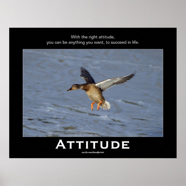 Posters Motivacionais do Pato de Attitude Mallard (Frente)