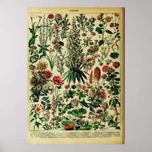 Posters naturais do Adolphe Millot Recreados: Flor