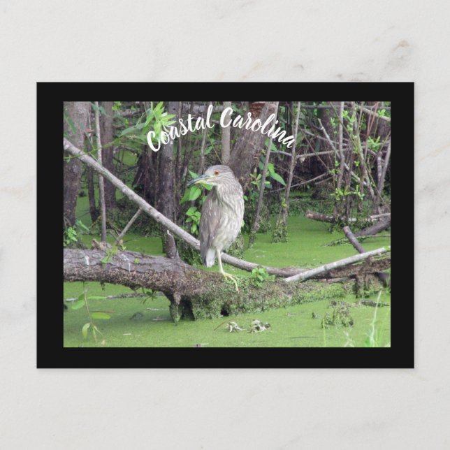 Posto de Cartão de Posto Costeiro Carolina Bittern (Frente)