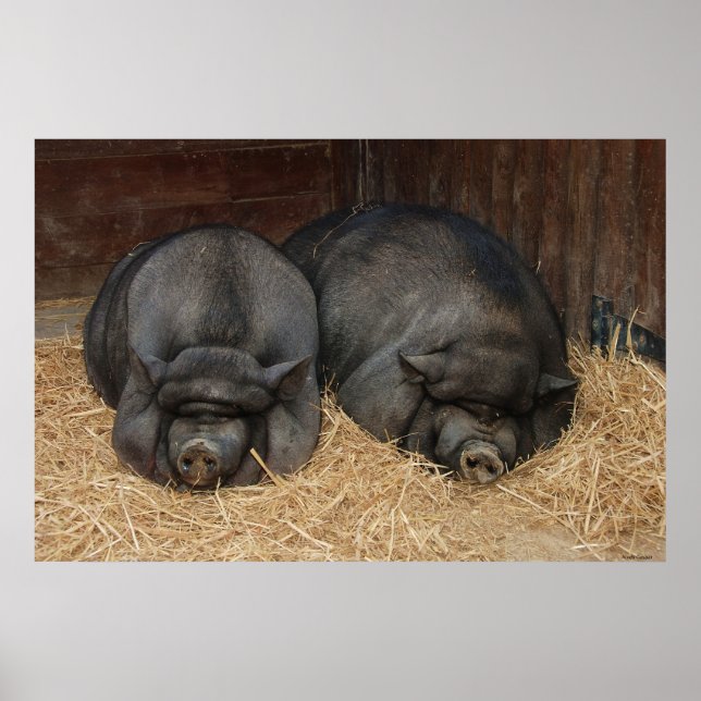 Pot Bellied Pigs Huge Poster Print (Frente)