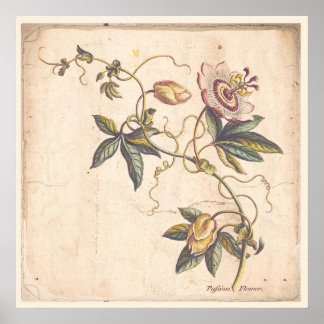 Potência de Poster de Impressão de Botânica Antiqu
