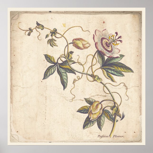 Potência de Poster de Impressão de Botânica Antiqu (Frente)