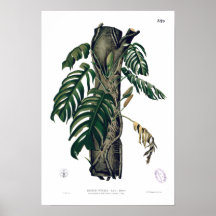 POTHOS? Poster de Folha Tropical PINATA
