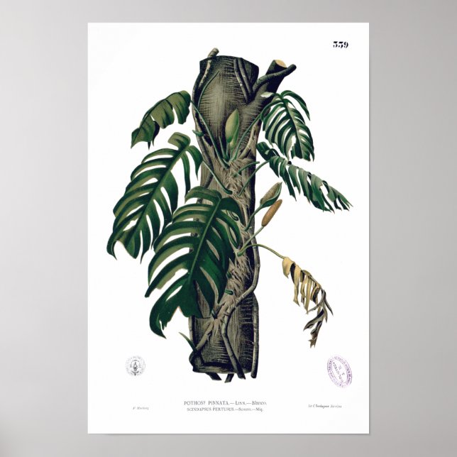 POTHOS? Poster de Folha Tropical PINATA (Frente)
