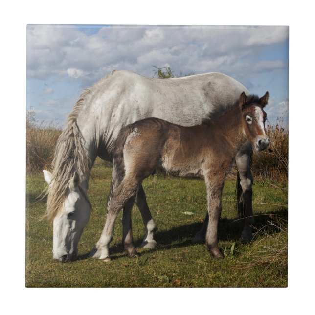 Potro de cavalo Camargue com mãe (Frente)
