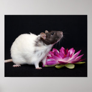 Pouca flor - poster do rato