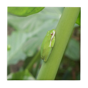 pouco sapo de árvore verde sonolento