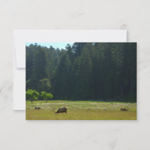 Prado de Elk no Parque Nacional Redwood