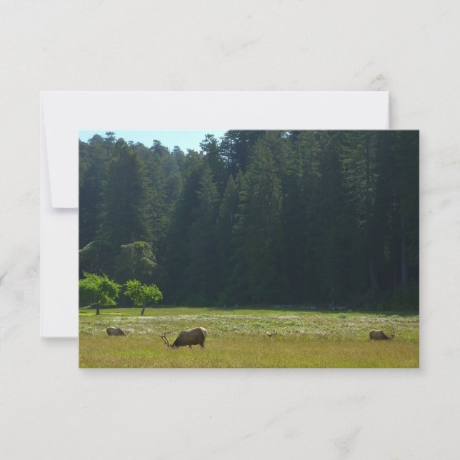 Prado de Elk no Parque Nacional Redwood (Frente)
