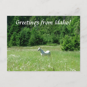 Prado de Idaho - Cartão Postal