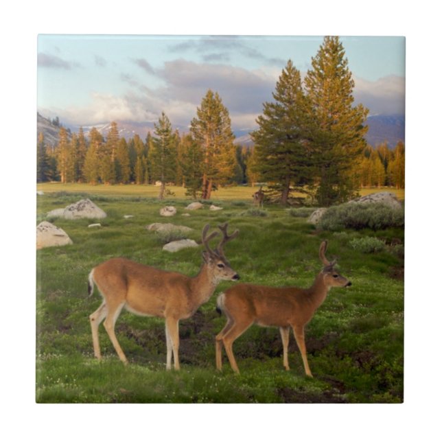 Prado de Tuolumne, Yosemite (Frente)