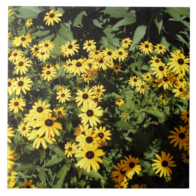 Prado Sunlit (Frente)