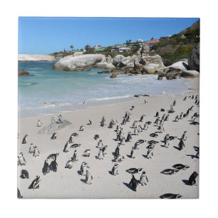 Praia   África do Sul dos pedregulhos dos pinguins
