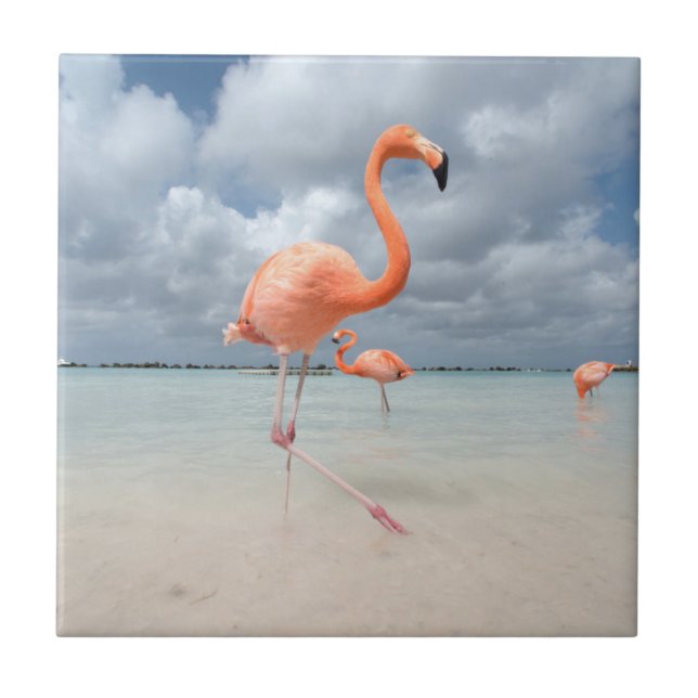 Praia Aruba dos flamingos (Frente)