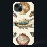 Praia da Shell Rico<br><div class="desc">George Wolfgang Knorr é conhecido pelo delicado detalhe e precisão de suas ilustrações de conchas e estrelas. Seus desenhos foram influenciados por seu próprio interesse pela ciência,  assunto popular de sua época.</div>