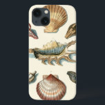 Praia da Shell Rico<br><div class="desc">George Wolfgang Knorr é conhecido pelo delicado detalhe e precisão de suas ilustrações de conchas e estrelas. Seus desenhos foram influenciados por seu próprio interesse pela ciência, assunto popular de sua época.</div>