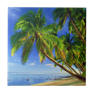 Praia tropical da ilha de Sandy da palmeira do