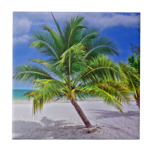Praia Tropical de Palm Tree Perfeita