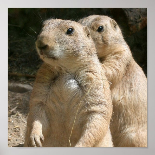 Prairie Dog Poster (Frente)
