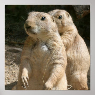 Prairie Dogs Poster Impressão