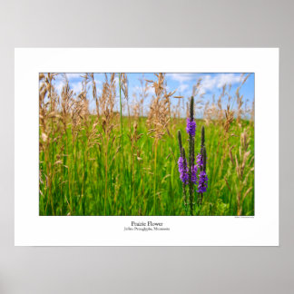 Prairie Flower Poster