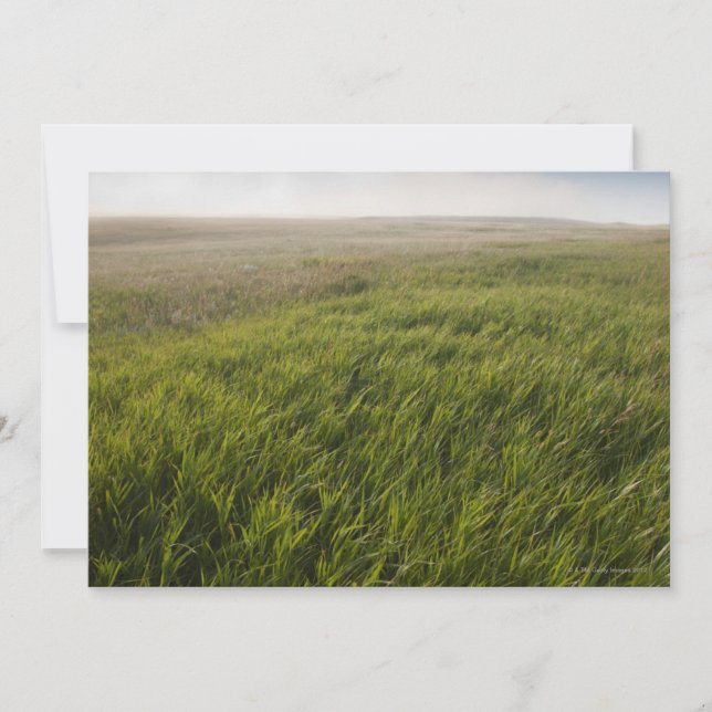 Prairie Grass (Frente)