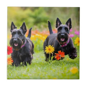 Prances Scottish Terriers em erva e flores