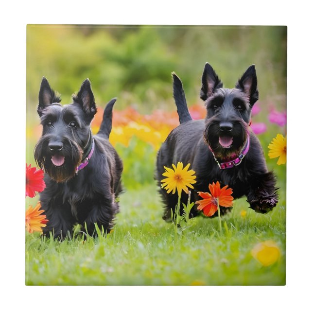 Prances Scottish Terriers em erva e flores (Frente)