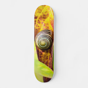 prancha de skate de apego calma