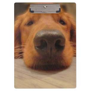 Prancheta do golden retriever