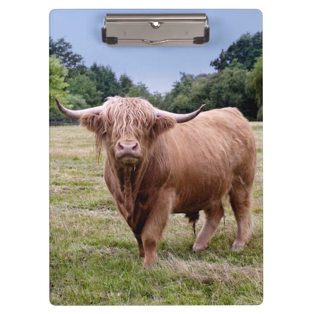 Prancheta Vaca das Terras Altas (Frente)